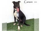 Borador DOG FOR ADOPTION RGADN-1089448 - Carson - Border Collie / Labrador