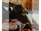 Beagle Mix DOG FOR ADOPTION RGADN-1089542 - CeeCee - Beagle / Terrier / Mixed