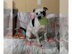 American Staffordshire Terrier Mix DOG FOR ADOPTION RGADN-1089618 - Marshall -