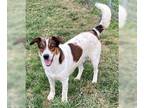 Spaniel Mix DOG FOR ADOPTION RGADN-1089755 - Champ - Spaniel / Mixed (medium