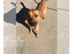 Black Mouth Cur-Boxer Mix DOG FOR ADOPTION RGADN-1090505 - Bianca - Boxer /