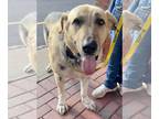 Great Pyrenees Mix DOG FOR ADOPTION RGADN-1090746 - Cousin Brucie TX - Shepherd