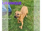 American Pit Bull Terrier Mix DOG FOR ADOPTION RGADN-1090834 - Unique - Pit Bull