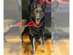 German Shepherd Dog DOG FOR ADOPTION RGADN-1090867 - Sambra - German Shepherd