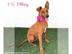 Australian Kelpie Mix DOG FOR ADOPTION RGADN-1091646 - Hillary - Australian