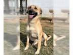 Mountain Cur Mix DOG FOR ADOPTION RGADN-1093540 - Cali - Shepherd / Mountain Cur