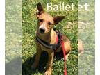 German Shepherd Dog-Red Heeler Mix DOG FOR ADOPTION RGADN-1095690 - Ballet - Red