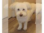 Poodle (Miniature) DOG FOR ADOPTION RGADN-1095732 - Frosty - Poodle (Miniature)