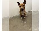 Staffordshire Bull Terrier Mix DOG FOR ADOPTION RGADN-1096004 - MURPHY -