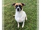 Boxer Mix DOG FOR ADOPTION RGADN-1098048 - Sierra - Boxer / Mixed (short coat)