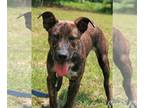 Mountain Cur Mix DOG FOR ADOPTION RGADN-1098547 - John Boy - Mountain Cur /