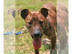 Labrador Retriever-Plott Hound Mix DOG FOR ADOPTION RGADN-1098549 - Jim Bob -