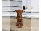 Beagle Mix DOG FOR ADOPTION RGADN-1100660 - Scream : Loomis - Beagle / Mixed Dog
