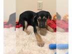 Coonhound-Mountain Cur Mix DOG FOR ADOPTION RGADN-1101086 - Snickers - Coonhound
