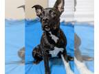 American Pit Bull Terrier Mix DOG FOR ADOPTION RGADN-1102019 - Syd - Pit Bull