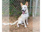 Huskies Mix DOG FOR ADOPTION RGADN-1104507 - Nana - Husky / Mixed (long coat)