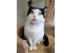 Adopt Chantilly a Domestic Shorthair / Mixed (short coat) cat in Fremont
