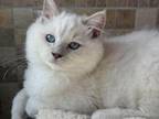 Tica Lilac Kittens