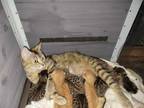 Mixed Bengal Kittens Orange Or Gray In Color
