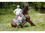 Watch Video! Rides/Drives/Tricks Friesian Heritage/sport Gelding