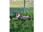 Adopt Spot a American Pit Bull Terrier / Mixed Breed (Medium) / Mixed dog in