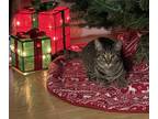 Adopt Hank a Brown Tabby Domestic Shorthair (short coat) cat in Byron Center