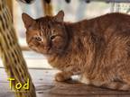 Adopt Tod a Domestic Shorthair / Mixed (short coat) cat in Cambridge