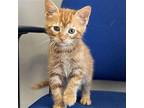 Blossom Domestic Shorthair Kitten Female