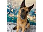 EZRA German Shepherd Dog Adult Male