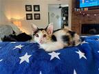 Kai Domestic Shorthair Kitten Female