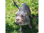 PEACHES Staffordshire Bull Terrier Adult Female