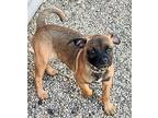 Zack Pug Puppy Male