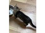 Maddie Domestic Shorthair Kitten Female