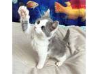 Anastasia Domestic Mediumhair Kitten Female