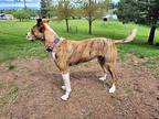 Hayes Basenji Young Male