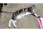 Sid Tabby Young Male