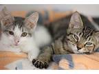 Stella & Bubba Domestic Shorthair Kitten Female