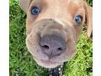Frankie Labrador Retriever Puppy Male