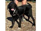 Prairie Mixed Breed (Medium) Puppy Female