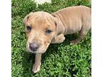 Dino Labrador Retriever Puppy Male