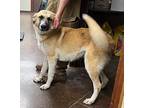 Sadie Anatolian Shepherd Adult Female