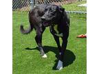 MAZZY Labrador Retriever Adult Female