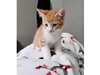 Jack Domestic Shorthair Kitten Male