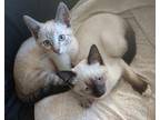 Ling Ling Snowshoe Kitten Female