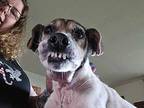 Holly Jack Russell Terrier Adult Female