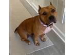 Katie Mixed Breed (Medium) Senior Female