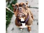 Little Girl American Bulldog Puppy Female