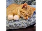 Clover Domestic Mediumhair Kitten Male