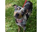 MAISIE Catahoula Leopard Dog Young Female