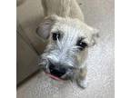 FlufferNutter (Fluffy) Terrier (Unknown Type, Medium) Puppy Female